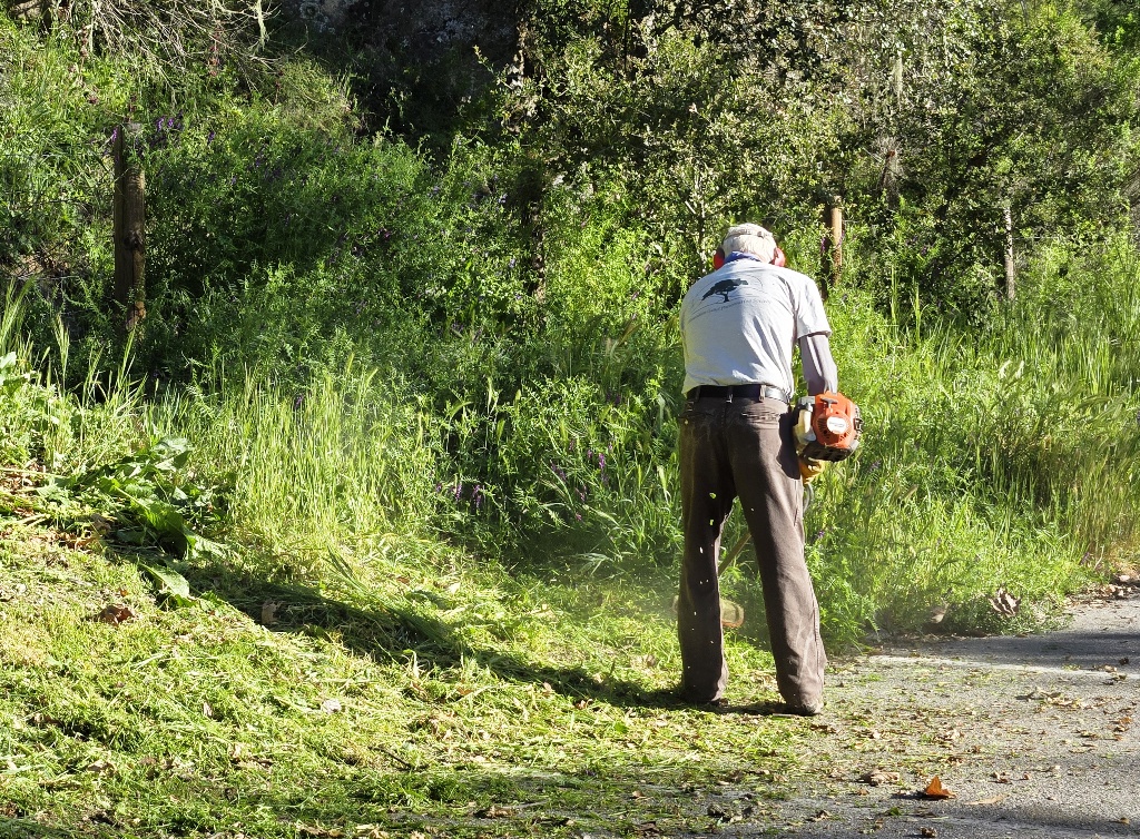 Bruce going after the weeds by the parking spaces!